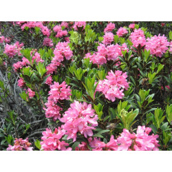 Miel de Rhododendron sauvage des Pyrénées Bio 50g