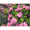 Miel de Rhododendron sauvage des Pyrénées Bio 50g