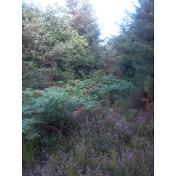 Miel de Forêt Bio Aude France 2021 pot 250g