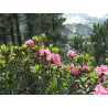 Miel de Haute Montagne des Pyrénées 2022 Bio 500g