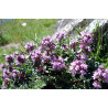 Miel de Haute Montagne des Pyrénées 2022 Bio 500g